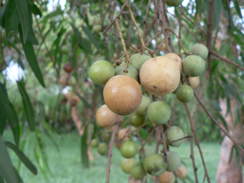 Boscia salicifolia image