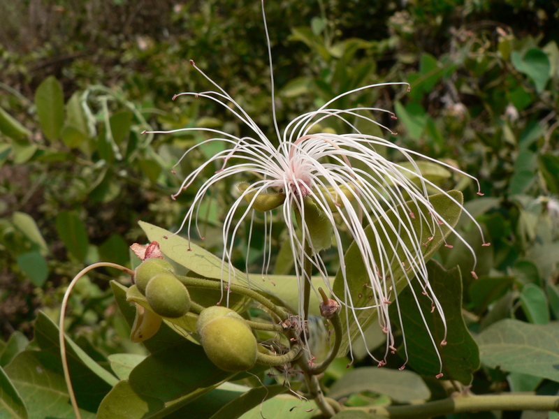 Capparis tomentosa image