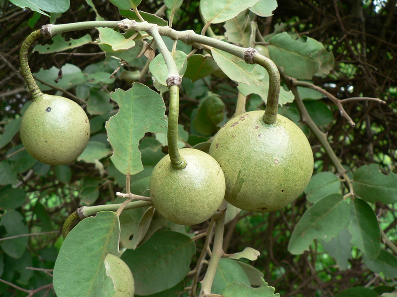 Capparis tomentosa image