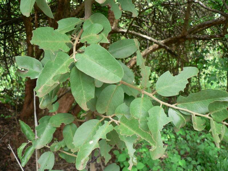 Capparis tomentosa image