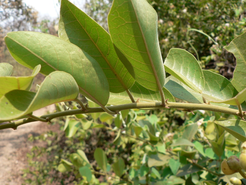 Capparis tomentosa image