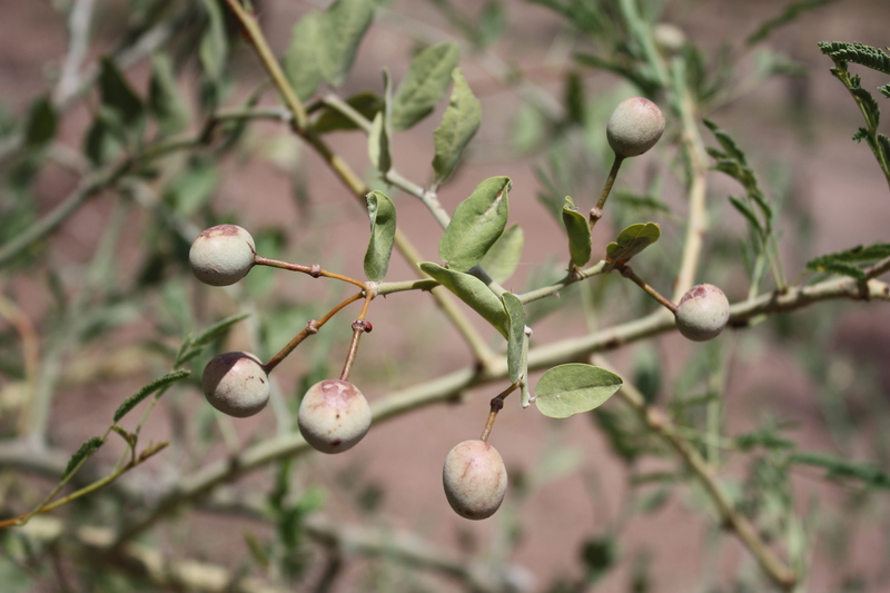 Capparis sepiaria image