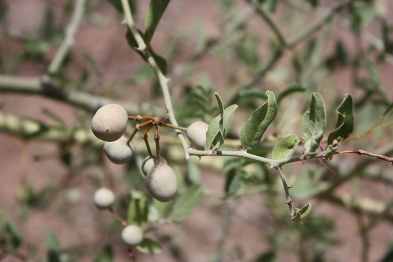 Capparis sepiaria image