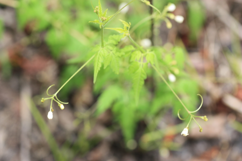 Cardiospermum halicacabum L.