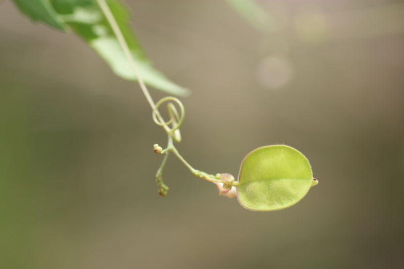 Cardiospermum halicacabum L.