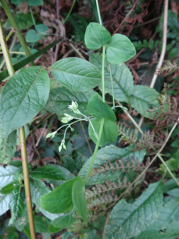 Poison Ivy Leaves Identification