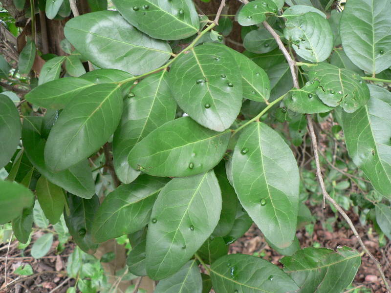 Mystroxylon aethiopicum image