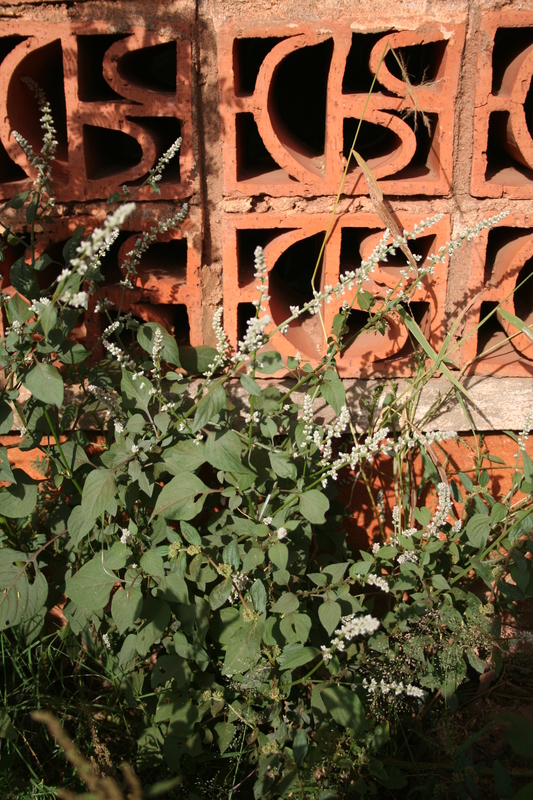 Celosia trigyna image