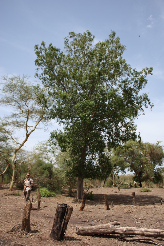 Celtis toka image