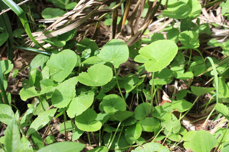 Centella asiatica image