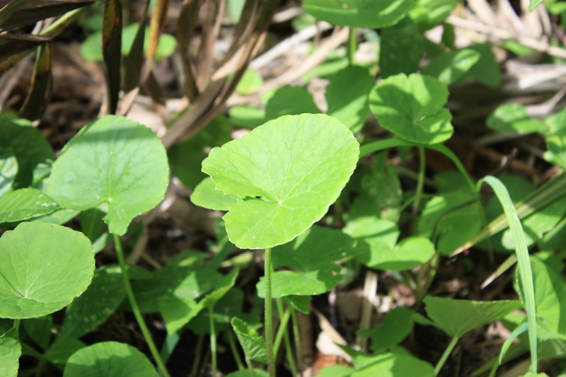 Centella asiatica image