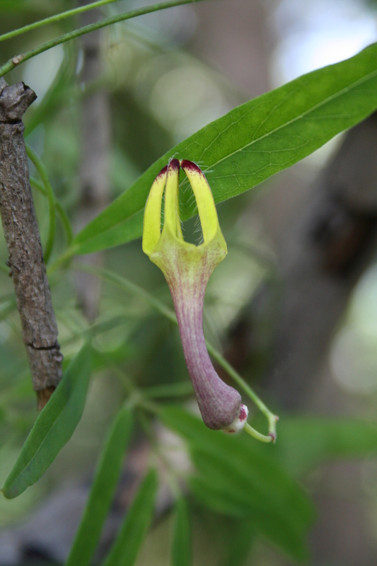 Ceropegia carnosa image