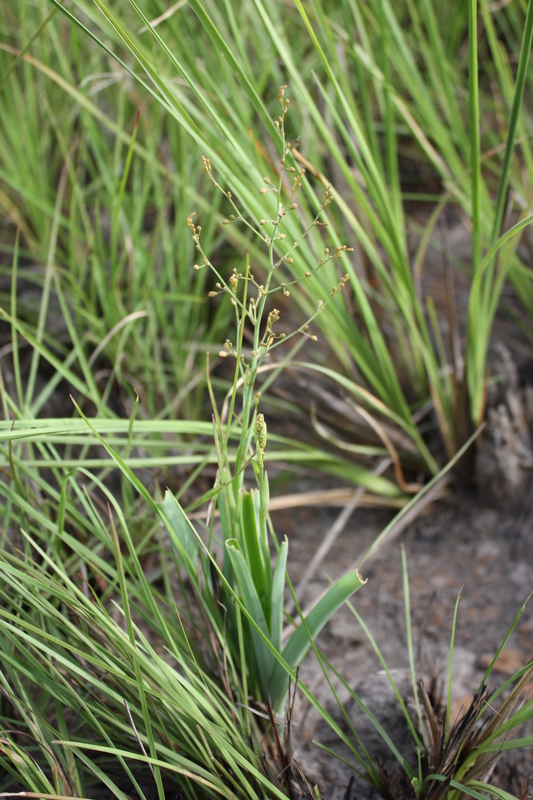 Chlorophytum gallabatense image