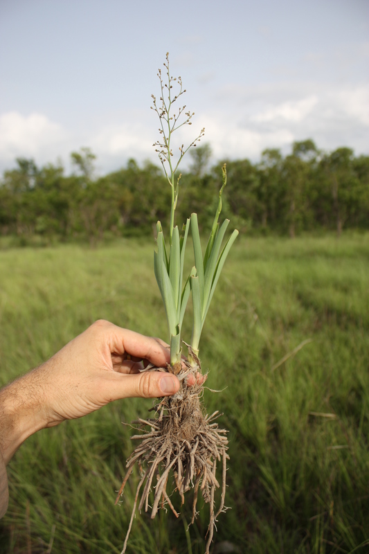 Chlorophytum gallabatense image