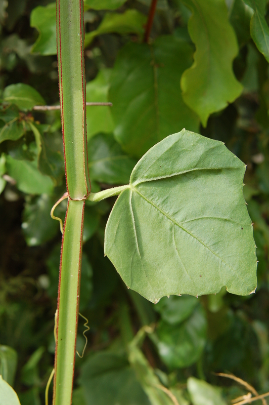 Cissus quadrangularis image