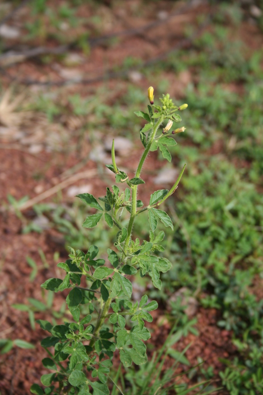 Cleome viscosa image