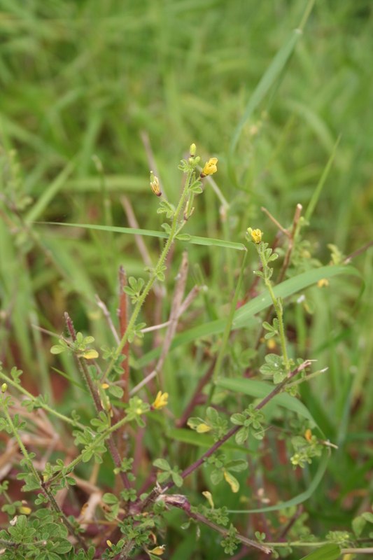 Cleome viscosa image