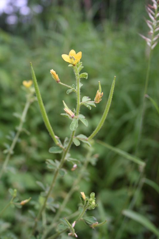 Cleome viscosa image