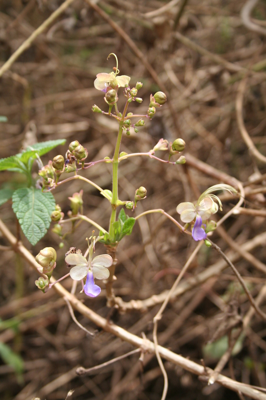 Rotheca myricoides image