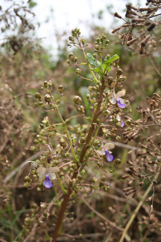 Rotheca myricoides image