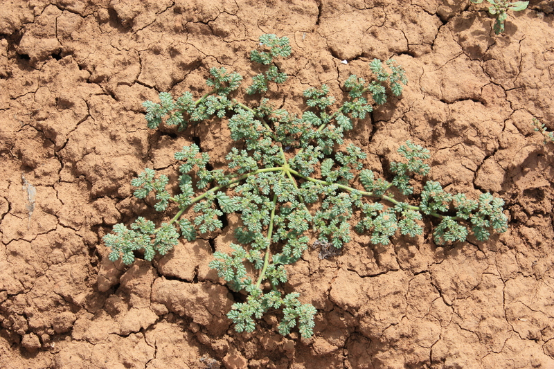 Coldenia procumbens image