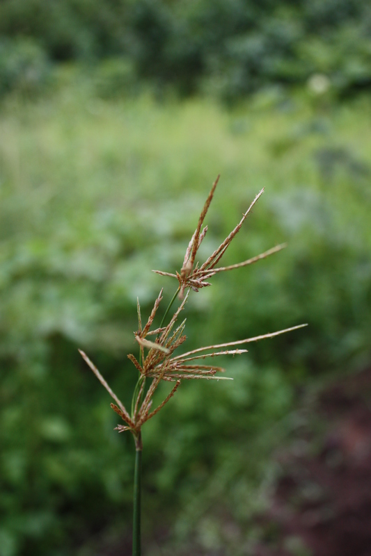 Cyperus articulatus image