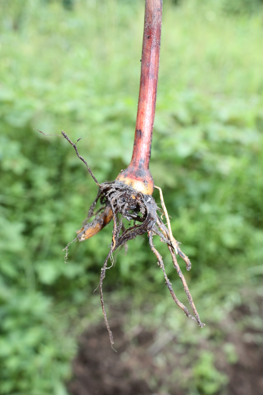 Cyperus articulatus image