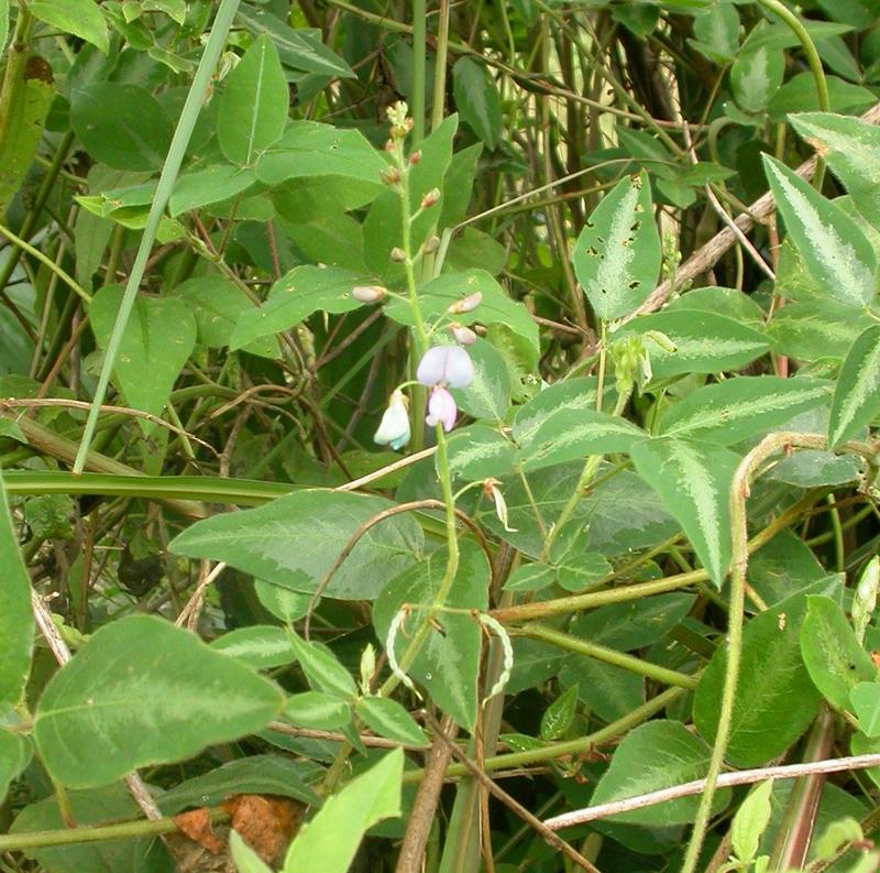 Desmodium uncinatum