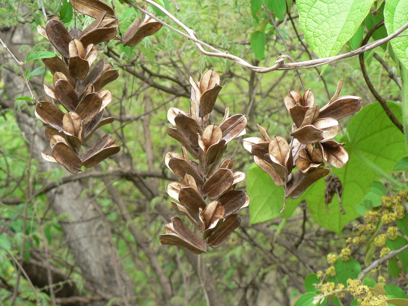 Dioscorea abyssinica image