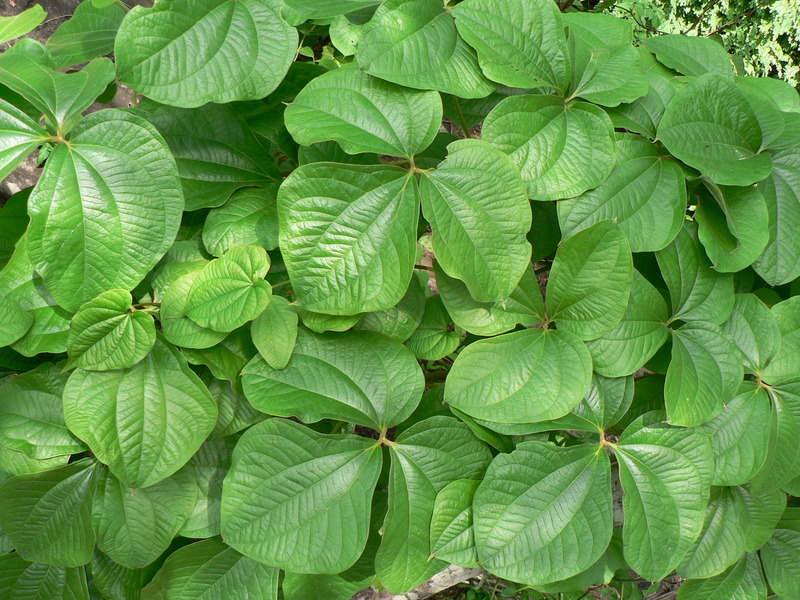 Dioscorea image