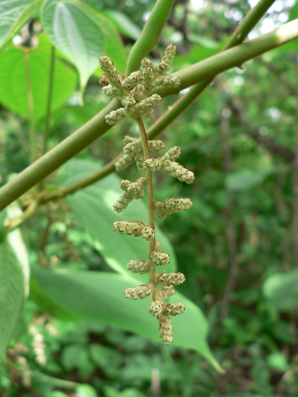 Dioscorea abyssinica image