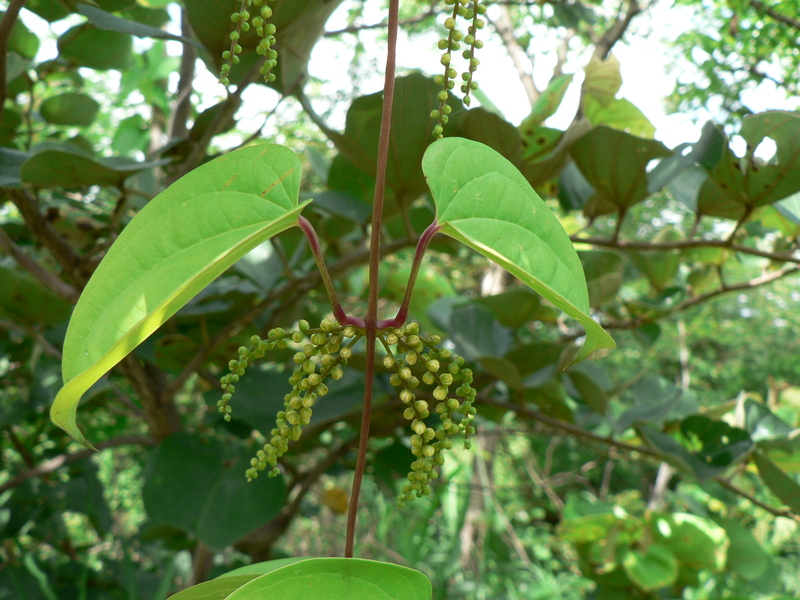 Dioscorea schimperiana image