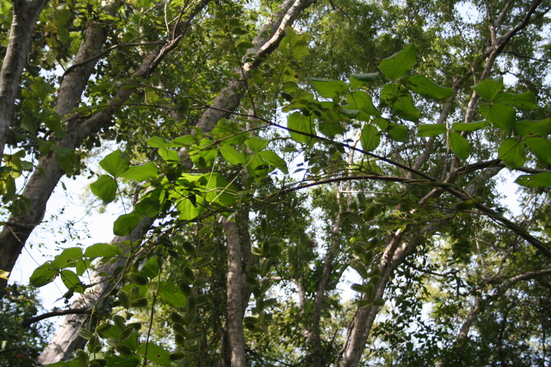 Dioscoreaceae image