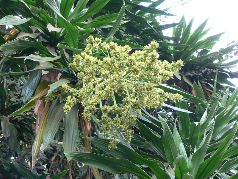 Dracaena steudneri image