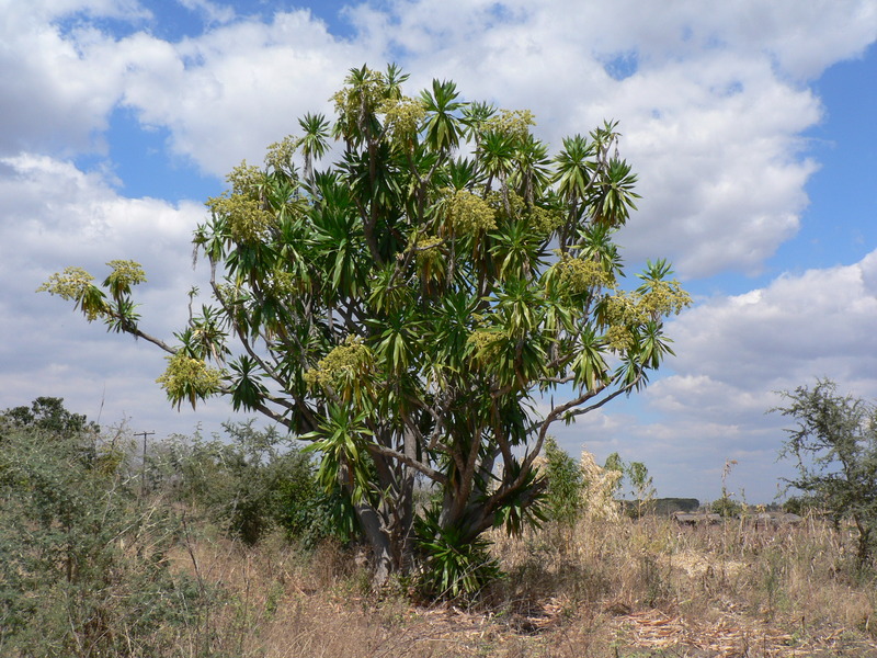 Dracaena steudneri image