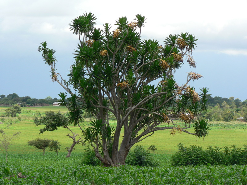 Dracaena steudneri image