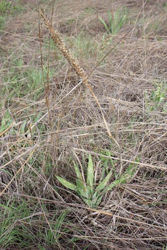 Drimia altissima image