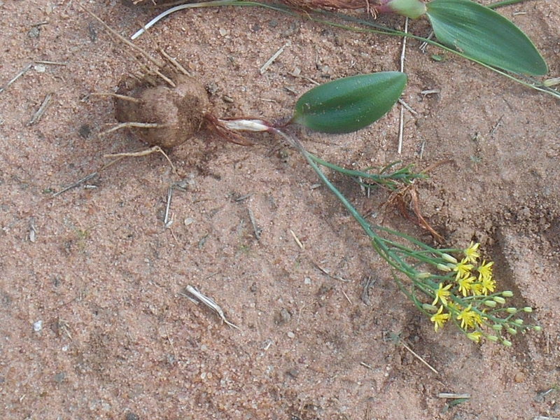 African Plants - A Photo Guide - Eriospermum mackenii subsp