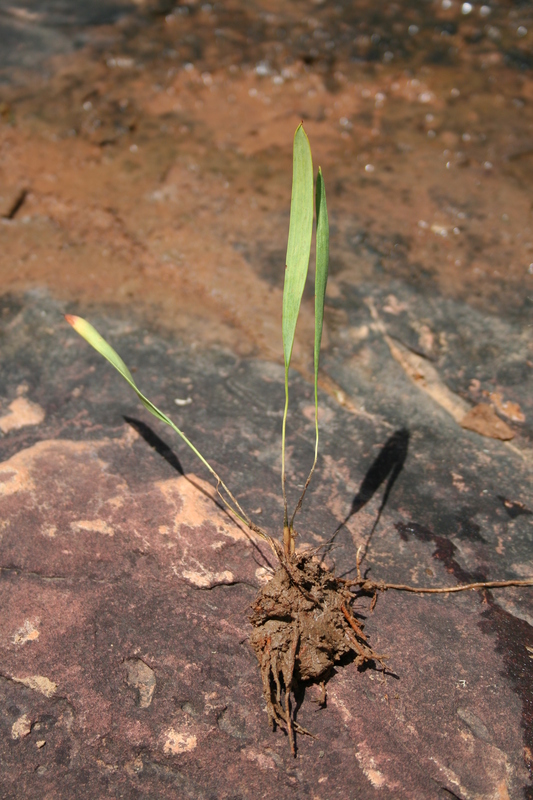 Eriospermum abyssinicum image