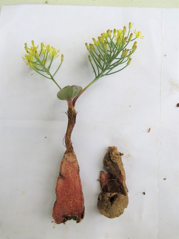African Plants - A Photo Guide - Eriospermum mackenii subsp