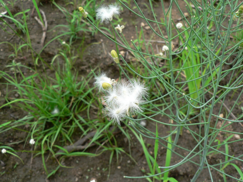 Eriospermum abyssinicum image