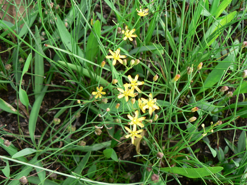 Eriospermum abyssinicum image