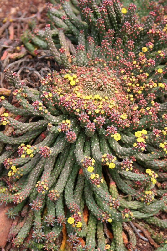 African Plants A Photo Guide Euphorbia Flanaganii N E Br