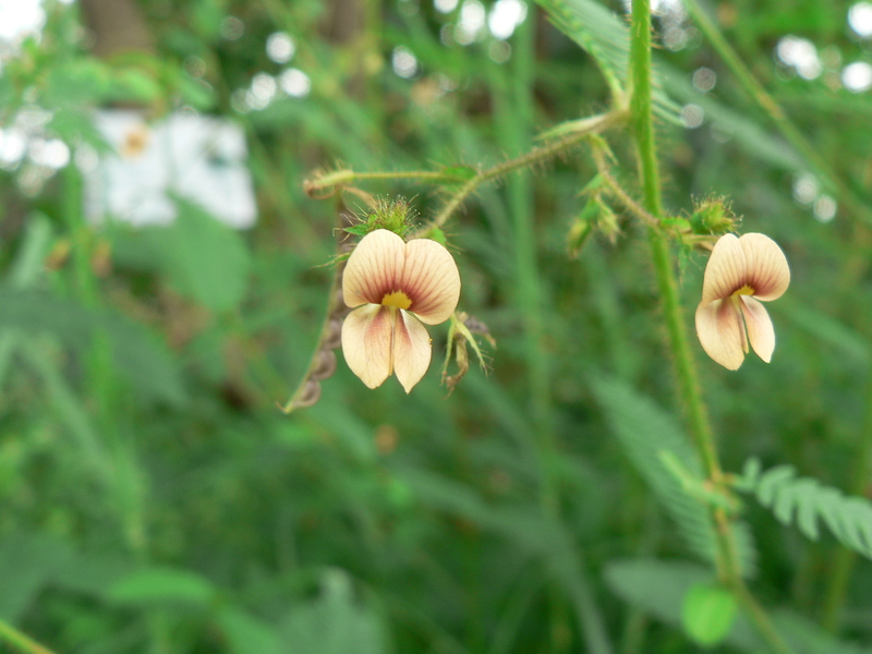 Aeschynomene indica image