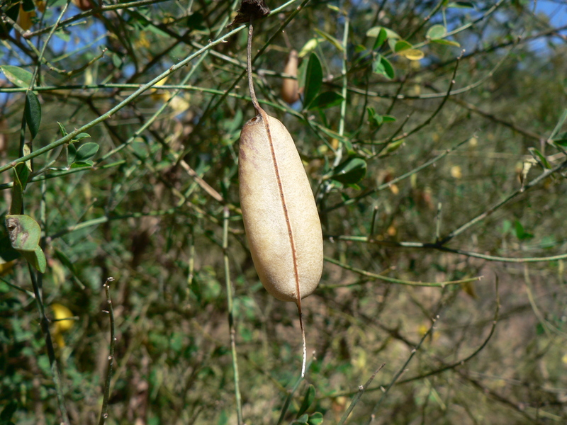 Crotalaria laburnifolia subsp. laburnifolia image