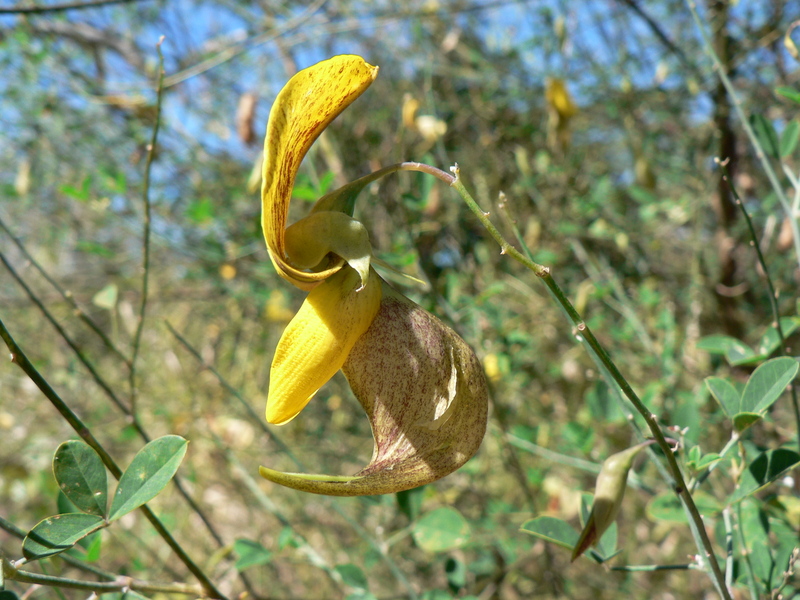 Crotalaria laburnifolia subsp. laburnifolia image