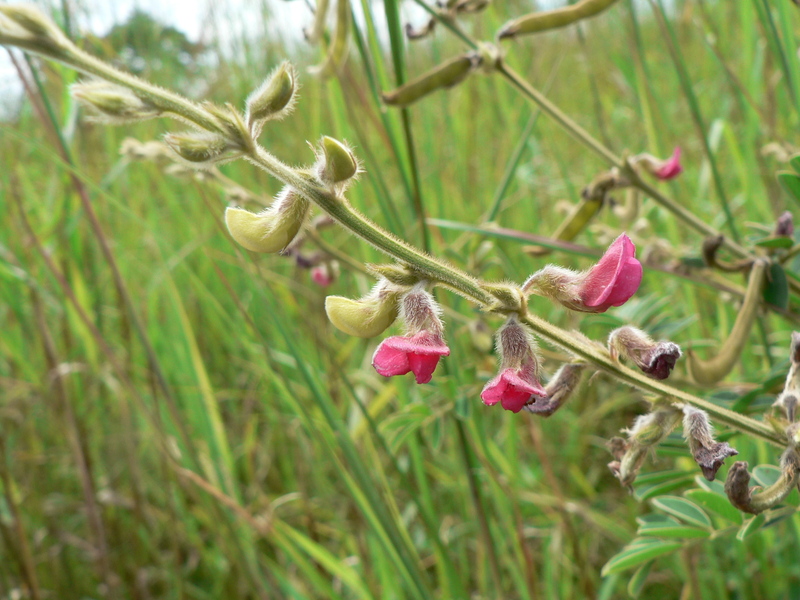 Tephrosia purpurea image