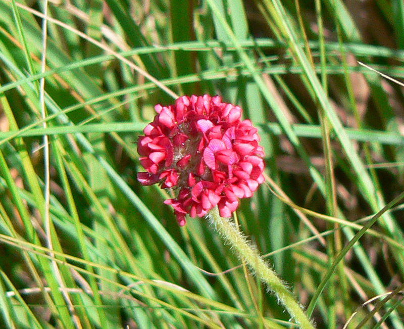 African Plants A Photo Guide Trifolium Africanum Ser 