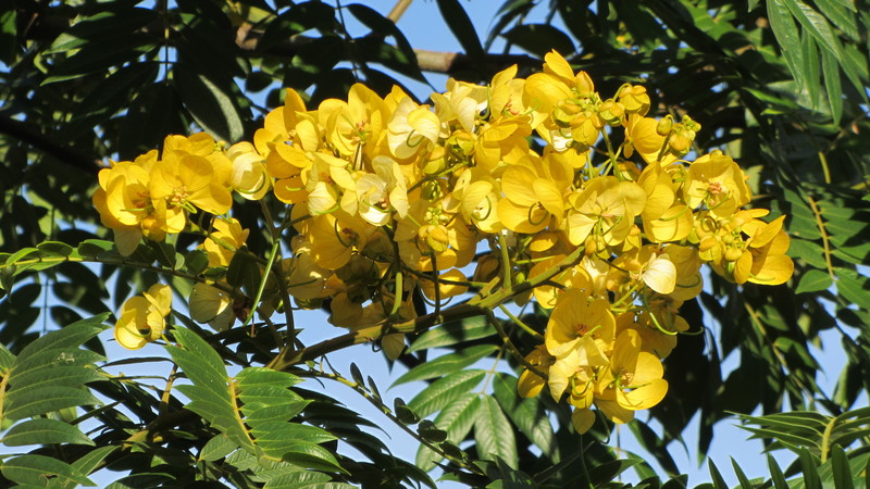 African Plants A Photo Guide Senna Spectabilis Dc H S Irwin Barneby