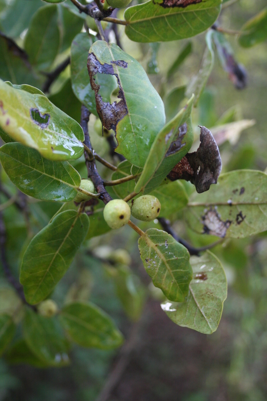 Ficus ingens image